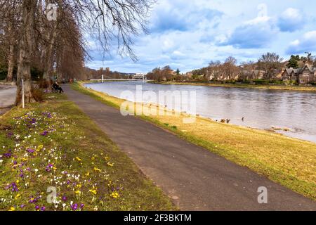 INVERNESS SCHOTTLAND ANFANG FRÜHLING EINE WEISSE HÄNGEBRÜCKE ÜBER DIE FLUSS UND CROCUS BLUMEN AN DEN UFERN DES FLUSSES NESS Stockfoto