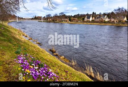 INVERNESS SCHOTTLAND ANFANG FRÜHLING EINE WEISSE HÄNGEBRÜCKE ÜBER DIE FLUSS UND KROKUSSE AM UFER DES FLUSSES NESS Stockfoto