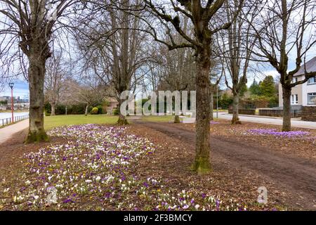 INVERNESS SCHOTTLAND FRÜHEN FRÜHLING MIT KROKUSSEN UNTER BÄUMEN AUF DER UFER DES FLUSSES NESS Stockfoto