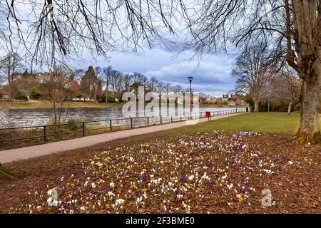 INVERNESS SCHOTTLAND ANFANG FRÜHJAHR MIT BUNTEN KROKUSSEN UNTER BÄUMEN AM UFER DES FLUSSES NESS Stockfoto