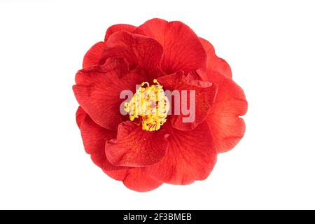 Voll blühend Rote Kamelienblume mit gelbem Staubgefäß und Stempeln isoliert auf weißem Hintergrund. Camellia japonica Stockfoto