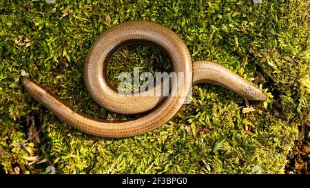 Slowworm verdreht auf moosem Stein im Sonnenlicht von oben Stockfoto