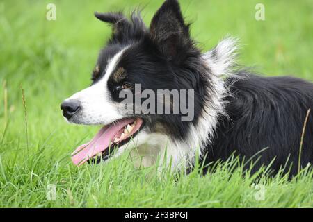 Moniavie Schafhund Trial Stockfoto