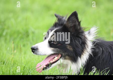 Moniavie Schafhund Trial Stockfoto