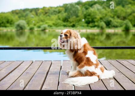 Niedliche Kavalier König charles Spaniel Puppe sitzt auf dem Pier am See. Stockfoto