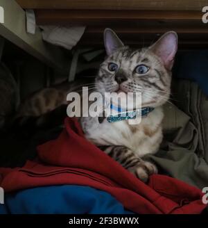 Eine schöne silberne gestromte Ahnenkatze mit einer lustigen Ausdruck in einem Schrank Stockfoto