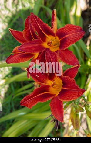Red Daylily in full bloom with yellow pollen on natural green background Stockfoto