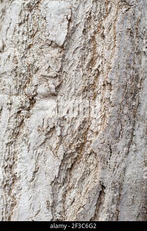 Alte Baum weiß barck Textur oder Hintergrund Stockfoto