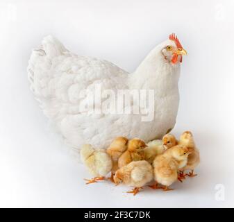 Weiße Henne auf weißem Hintergrund mit ihrem neugeborenen Huhn. Mutter Henne mit Hühnern . Gallus gallus domesticus. Bio-Geflügelfarm. Stockfoto