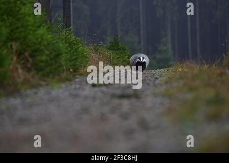 Schöner europäischer Dachs (Meles meles - Eurasischer Dachs) In seiner natürlichen Umgebung im Herbst Wald und Land Stockfoto