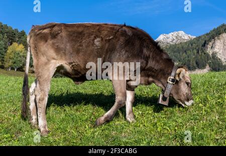 Kuh mit Glocke grasen auf einer Wiese in den Dolomiten in Italien. Stockfoto