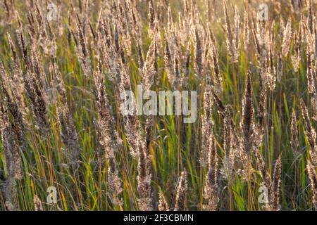 Wollige und flauschige Gräser im Abendlicht. Stockfoto