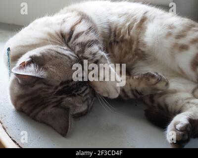 Nahaufnahme eines schönen silbernen tabby schlafen Stockfoto