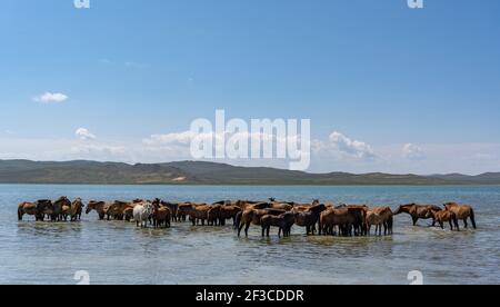 Eine Pferdeherde, die sich im Wasser des Telmen-Sees in der Steppe in der Mongolei ausruhen und abkühlen kann. Stockfoto