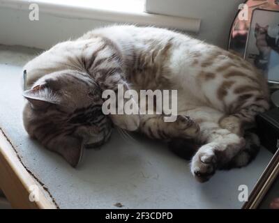 Nahaufnahme eines schönen silbernen tabby schlafen Stockfoto