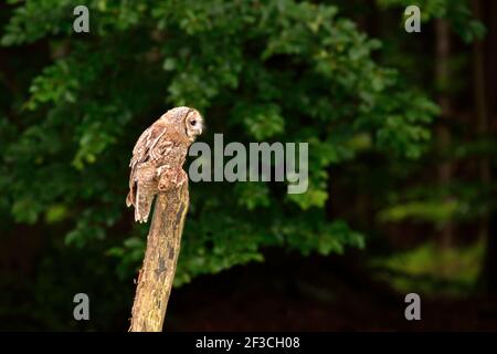 Eurasische Waldkauz (Strix aluco) in der Nähe von Wald in der tschechischen Natur Stockfoto