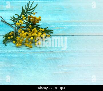 Mimosa Zweig auf einem hölzernen Hintergrund. Gelbe Mimosa auf blauem Holzhintergrund. Stockfoto