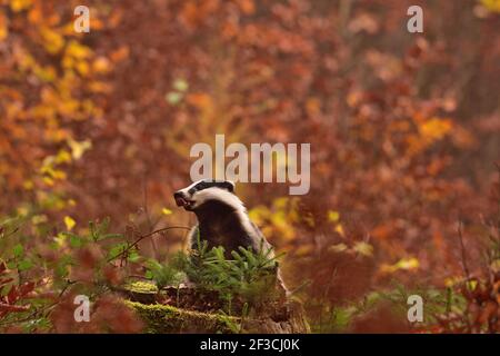 Schöner europäischer Dachs (Meles meles - Eurasischer Dachs) In seiner natürlichen Umgebung im Herbst Wald und Land Stockfoto