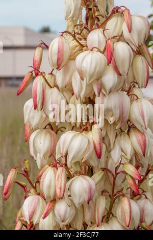 Yucca gloriosa Spanische Dolch weiße Blüten Stockfoto