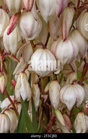 Yucca gloriosa Spanische Dolch weiße Blüten Stockfoto