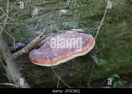 Pilz auf einem Baum, Heterobasidion, Annosum, Stumpf, alborealer Pilz, Stockfoto