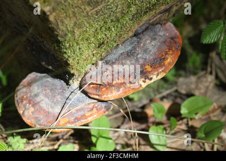 Pilz auf einem Baum, Heterobasidion, Annosum, Stumpf, alborealer Pilz, Stockfoto