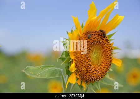 Zwei Bienen sammeln Nektar von einer blühenden Sonnenblume in einem Garten Stockfoto