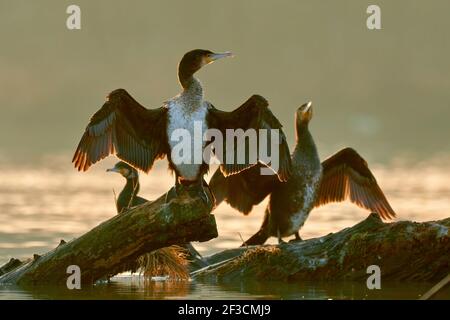 Kormorane Phalacrocorax Carbo bei Sonnenaufgang, Nahaufnahme. Sitzt mit gespreizten Flügeln auf einem Baumstamm im Fluss. Trencin, Slowakei Stockfoto