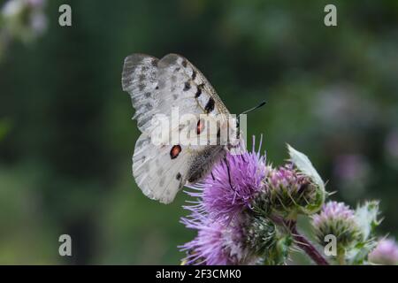 Schmetterling Parnassius apollo auf einer Distelblume sitzend Stockfoto