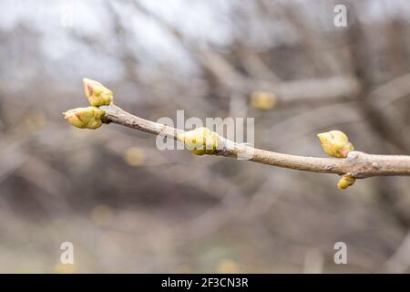 Fliederknospen auf einem Zweig im frühen Frühjahr im März. Helles Foto einer wiederbelebenden blühenden Natur Stockfoto