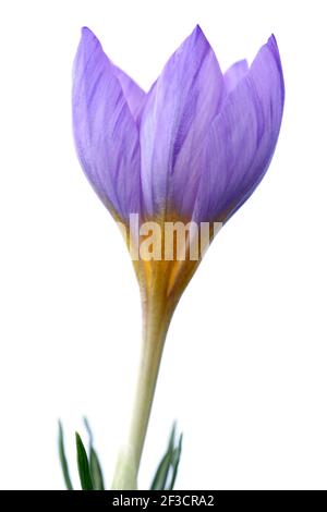 Krokus Blume Stockfoto