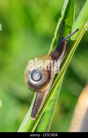 Schnecke krabbelt auf dem Grasstiel auf Stockfoto