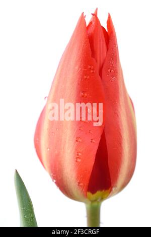 Tulipa 'Madame Lefeber' Tulip Syn. Tulipa fosteriana 'Red Emperor' Fosteriana Gruppe März Stockfoto