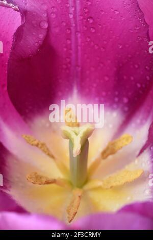 Tulipa Tulip Triumph Group Stockfoto
