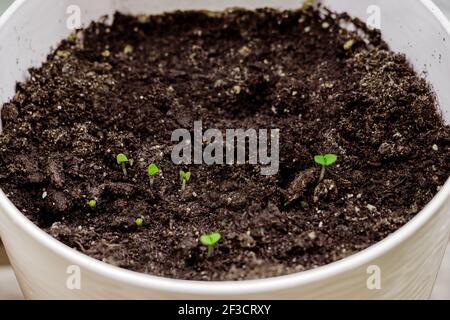 Junge grüne Sprossen aus Samen im Topf. Wachsende Mikrogrüns. Sämling. Home Gartenarbeit und nachhaltiges Wohnkonzept. Stockfoto