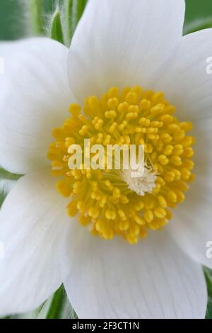 Pulsatilla vulgaris 'Alba' Weißer Paspelblüte Stockfoto