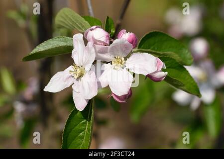 Malus domestica Apfelblüte Stockfoto
