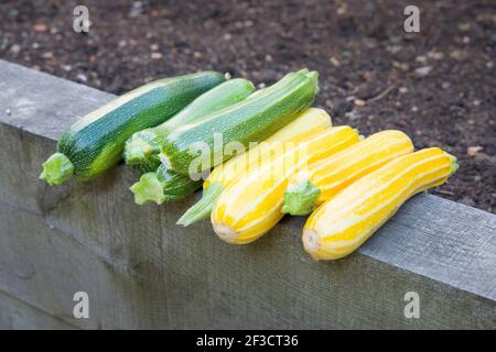 Ernte Zucchini, grüne Zucchini Verteidiger und gelbe Zucchini Sonnenstreifen frisch gepflückt in einem Garten, Großbritannien Stockfoto