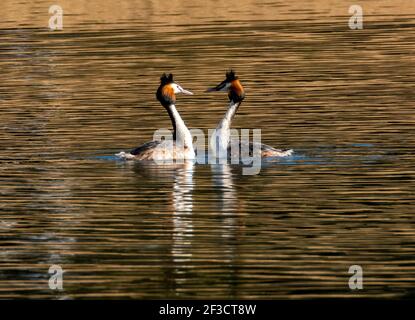 Linlithgow, Großbritannien. März 2021, 16th. Frühlingswetter: Great Crested Grebes führen ihren Balztanz auf Linlithgow loch, Linlithgow, Schottland. Im Frühjahr zeigten Great Crested Grebes auf einer spektakulären Ausstellung auf Seen, Stauseen und Kiesgruben über den größten Teil des Vereinigten Königreichs. Beide Geschlechter wachsen schwarze und orange Gesichtskräuselchen und schwarze Ohrbüschel, die als tippets bekannt sind, die sie in einer speziellen Zeremonie verwenden, um ihre Bindungen in der Brutzeit zu etablieren. Quelle: Ian Rutherford/Alamy Live News Stockfoto