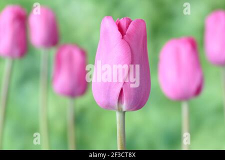 Tulipa 'Pink Flag' Tulip Triumph Group Stockfoto