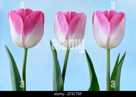 Tulipa Tulip Triumph Group Stockfoto