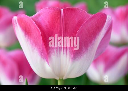 Tulipa Tulip Triumph Group Stockfoto
