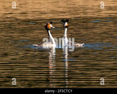 Linlithgow, Großbritannien. März 2021, 16th. Frühlingswetter: Great Crested Grebes führen ihren Balztanz auf Linlithgow loch, Linlithgow, Schottland. Im Frühjahr zeigten Great Crested Grebes auf einer spektakulären Ausstellung auf Seen, Stauseen und Kiesgruben über den größten Teil des Vereinigten Königreichs. Beide Geschlechter wachsen schwarze und orange Gesichtskräuselchen und schwarze Ohrbüschel, die als tippets bekannt sind, die sie in einer speziellen Zeremonie verwenden, um ihre Bindungen in der Brutzeit zu etablieren. Quelle: Ian Rutherford/Alamy Live News Stockfoto