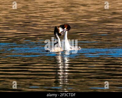 Linlithgow, Großbritannien. März 2021, 16th. Frühlingswetter: Great Crested Grebes führen ihren Balztanz auf Linlithgow loch, Linlithgow, Schottland. Im Frühjahr zeigten Great Crested Grebes auf einer spektakulären Ausstellung auf Seen, Stauseen und Kiesgruben über den größten Teil des Vereinigten Königreichs. Beide Geschlechter wachsen schwarze und orange Gesichtskräuselchen und schwarze Ohrbüschel, die als tippets bekannt sind, die sie in einer speziellen Zeremonie verwenden, um ihre Bindungen in der Brutzeit zu etablieren. Quelle: Ian Rutherford/Alamy Live News Stockfoto