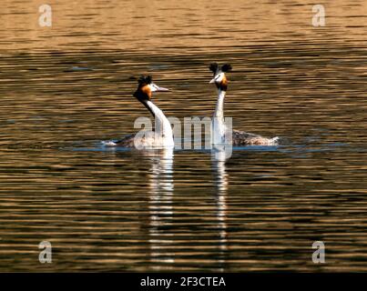 Linlithgow, Großbritannien. März 2021, 16th. Frühlingswetter: Great Crested Grebes führen ihren Balztanz auf Linlithgow loch, Linlithgow, Schottland. Im Frühjahr zeigten Great Crested Grebes auf einer spektakulären Ausstellung auf Seen, Stauseen und Kiesgruben über den größten Teil des Vereinigten Königreichs. Beide Geschlechter wachsen schwarze und orange Gesichtskräuselchen und schwarze Ohrbüschel, die als tippets bekannt sind, die sie in einer speziellen Zeremonie verwenden, um ihre Bindungen in der Brutzeit zu etablieren. Quelle: Ian Rutherford/Alamy Live News Stockfoto