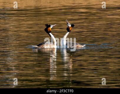 Linlithgow, Großbritannien. März 2021, 16th. Frühlingswetter: Great Crested Grebes führen ihren Balztanz auf Linlithgow loch, Linlithgow, Schottland. Im Frühjahr zeigten Great Crested Grebes auf einer spektakulären Ausstellung auf Seen, Stauseen und Kiesgruben über den größten Teil des Vereinigten Königreichs. Beide Geschlechter wachsen schwarze und orange Gesichtskräuselchen und schwarze Ohrbüschel, die als tippets bekannt sind, die sie in einer speziellen Zeremonie verwenden, um ihre Bindungen in der Brutzeit zu etablieren. Quelle: Ian Rutherford/Alamy Live News Stockfoto