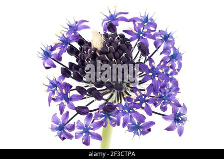 Scilla peruviana Portugiesischer Squill peruanischer Jazinthe Stockfoto