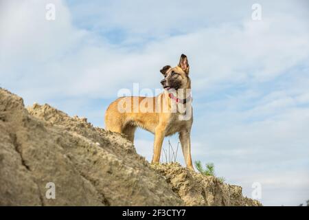 Porträt eines jungen braunen Malinois auf einer Klippe, der nach unten schaut Mit fokussierten Augen und Ohren gegen den Himmel mit Wolken Schleier Stockfoto