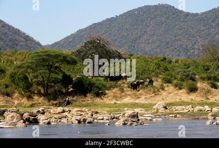 Eine Rasse Herde von Elefanten ruht im Schatten eines riesigen Baobab Baum, während einige gehen hinunter zum Fluss zu trinken. Solche Zeiten sind wichtig, um sich auszuruhen Stockfoto