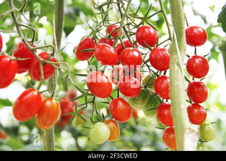 Tomaten hängen von Bäumen in einem Bio-Bauernhof. Kirschtomaten auf einem Zweig. Bauernhof. Ernte. Stockfoto